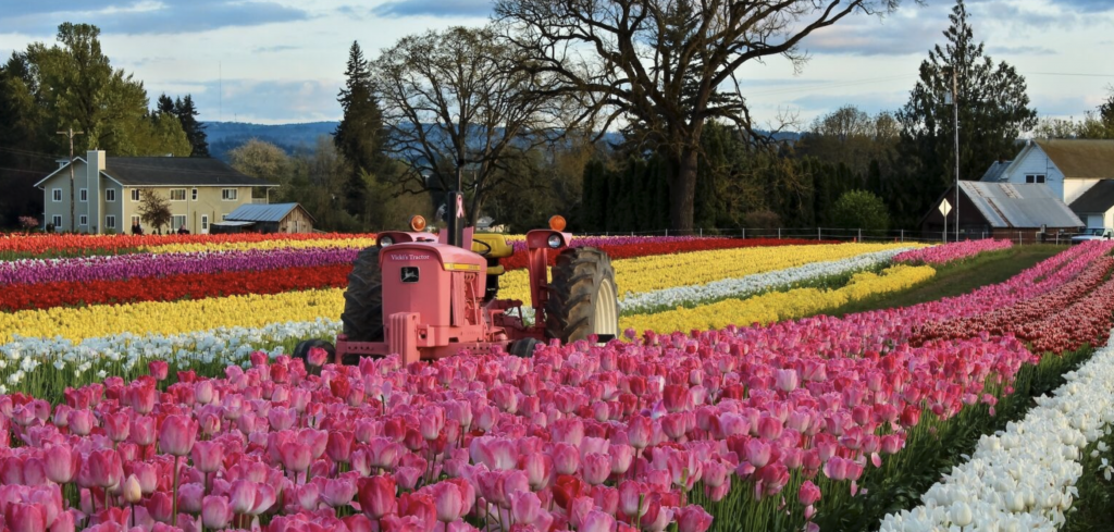 Tulip Festival 