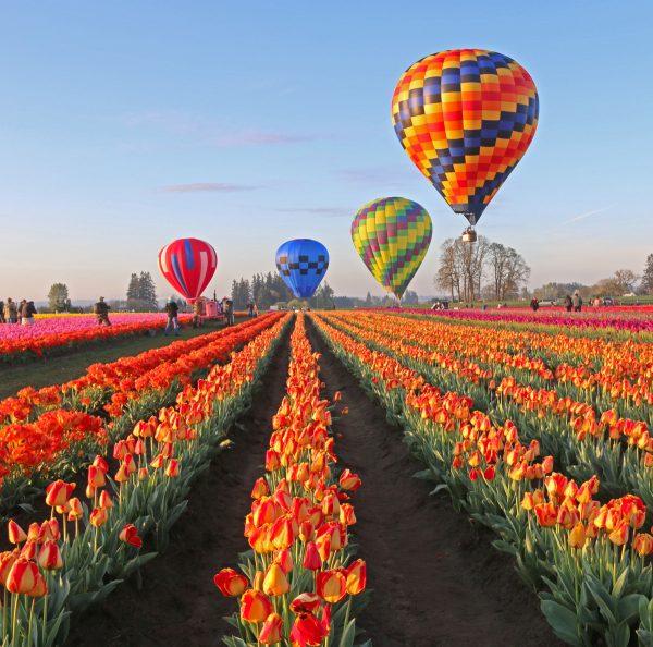 Tulip Festival 